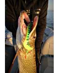 Guma Spro Iris Shocktail 20cm Redhead